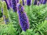 Echium candicans