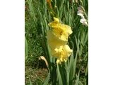 Gudiolus