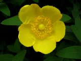 Hidcote