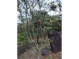 椿 光源氏