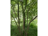 ヤマコウバシ