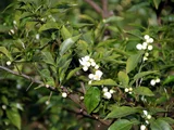 香橙