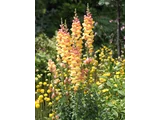 Snapdragon 'Parisienne'