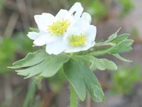 水仙银莲花