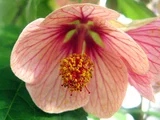 Abutilon