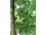 野漆