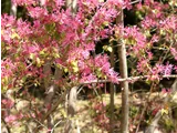 Chinese fringe flower