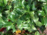 Ilex cornuta