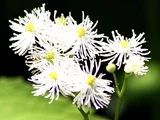 False bugbane