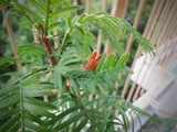 Metasequoia