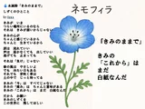 喜林草