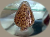 小豆蔻