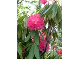 Rhododendron ‘Taiyo’
