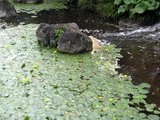 Nymphoides peltata