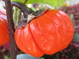 Pumpkin on a Stick