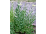 Achillea tomentosa