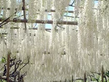 Japanese wisteria