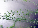 ナズナ