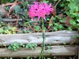 Nerine