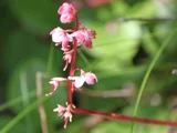 Pyrola alpina