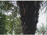 加拿利海枣