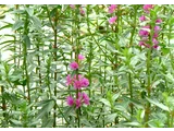 Lythrum anceps