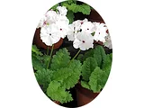 日本桜草 ’目白台’