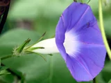 牵牛花 原種