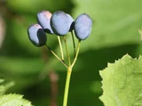 Diphylleia grayi