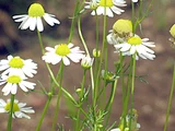Matricaria chamomilla
