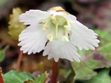 Shortia uniflora