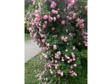 薔薇 'Raubritter'