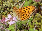 Thymus quinquecostatus