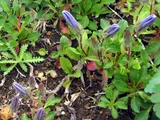 Campanula chamissonis