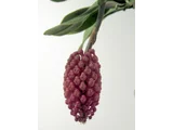 蜡黄寄树兰