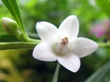 克羅威花