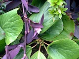 Tradescantia pallida