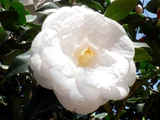 茶花 '貴宝殿'