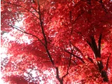 Palmate maple