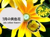 Rudbeckia Prairie-Sun
