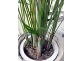 Areca palm