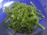 Caulerpa lentillifera
