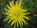 Dahlia