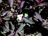 Tradescantia pallida