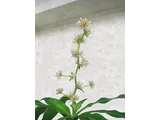 コウフクノキ