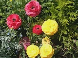 Persian buttercup