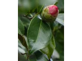 Camellia Akashigata
