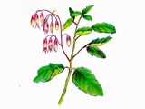Kalanchoe pinnata,