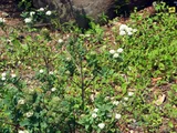 Spiraea dasyantha