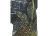 ウズラバタンポポ